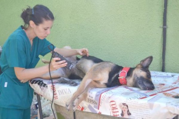 Câinii şi pisicile din Mangalia, sterilizate gratuit